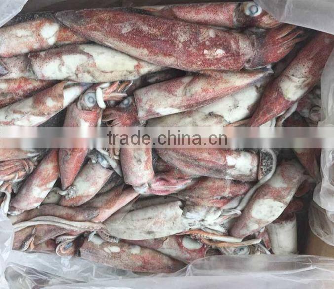 Frozed Loligo Squid Whole