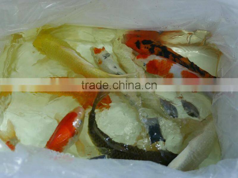 Mix color Koi carp fish wholesale in Thailand