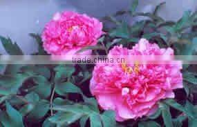 Tree Peony Plant Root Chun Hong Jiao Yan