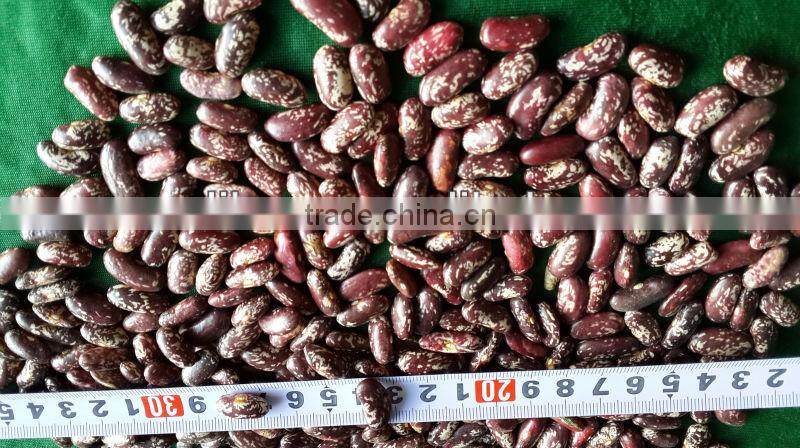 Purple Speckled Kidney Beans, 180-200, 200-220/100gr