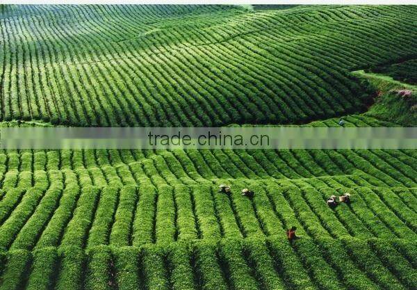 Tea tree oil-control and pox removing serum