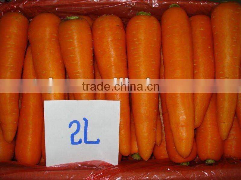 Fresh carrot