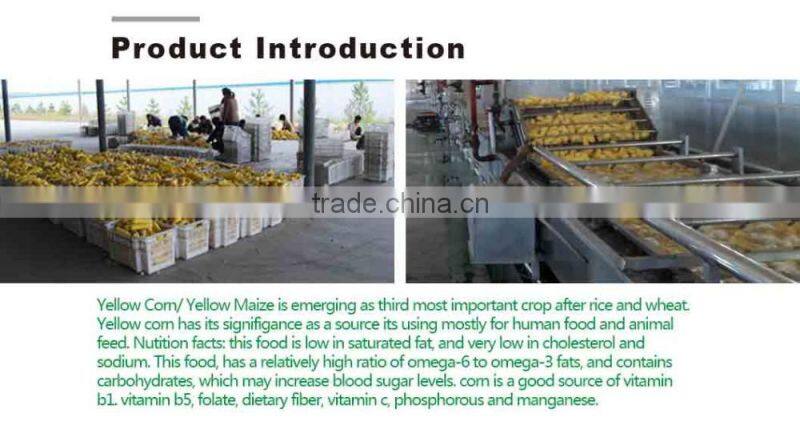 Non gmo frozen yellow corn market price