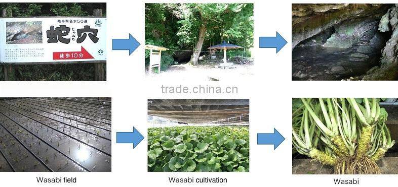 Wasabi Sprinkle made in Japan