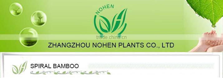 Spiral Lucky Bamboo Plants Sale