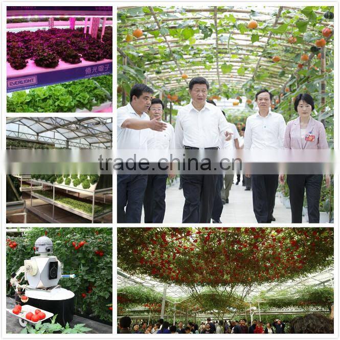 Early maturity cabbage seeds ZHONG GAN No.828(F1)