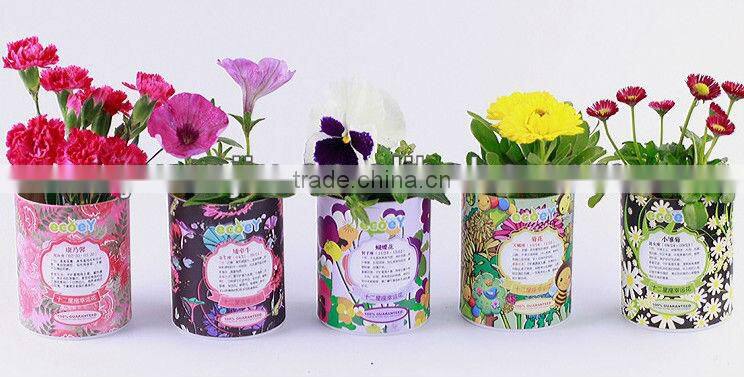 Fashion Twelve constellations lucky flower potted plant -forget-me-not