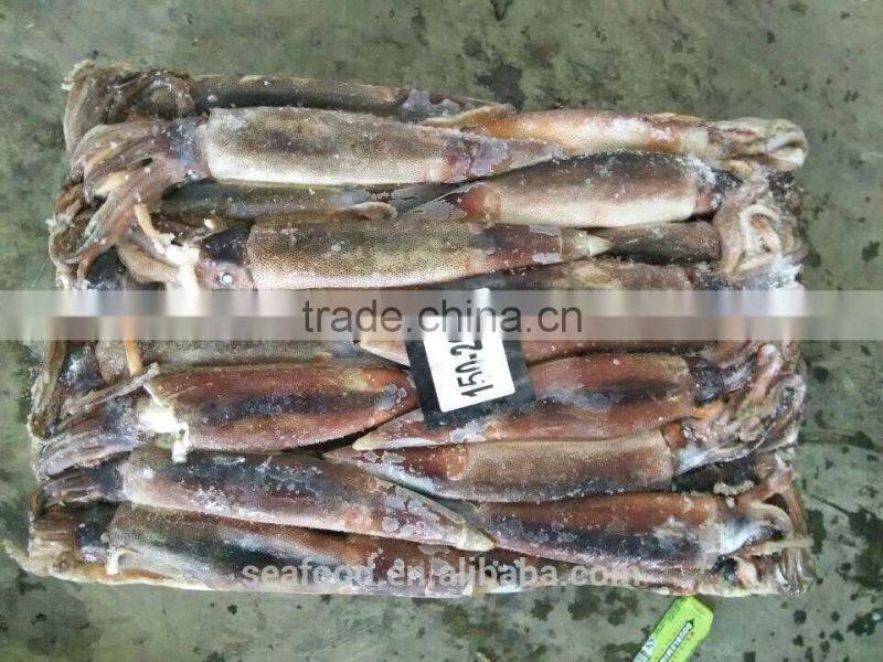 Frozen Illex Squid wholesale whole round squid FROZEN SEAFOOD