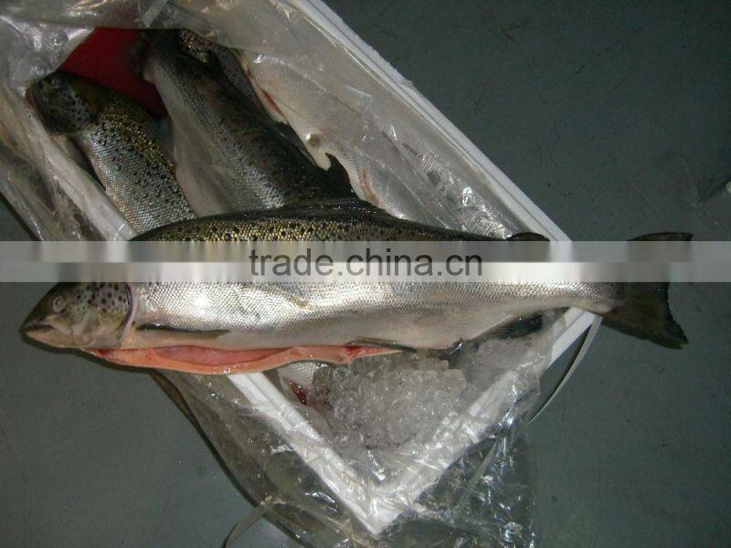 Atlantic Salmon