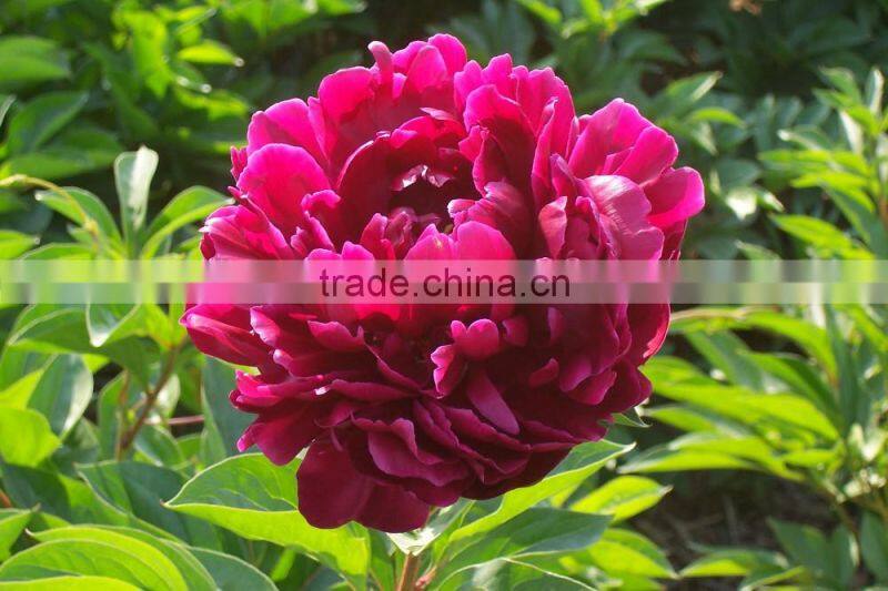 MY TEST Herbaceous Peony Plant Root