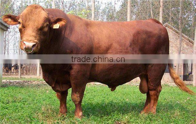 sell animal king-sized cattle ear tag ,laser ear tag