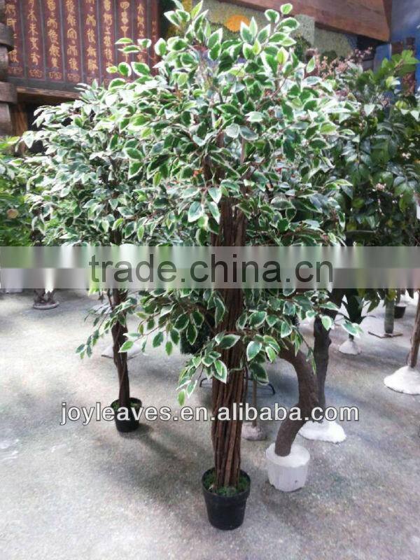 Variegated ficus tree with twisted branches