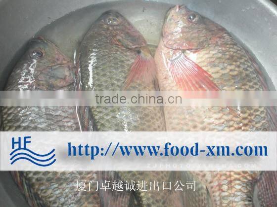 whole round Taiwan tilapia on sale