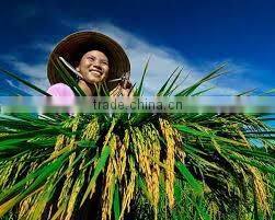 BEST JAPONICA ROUND RICE <5% BOKEN> - CHEAPEST PRICE_HIGH QUALITY - CURRENT RICE