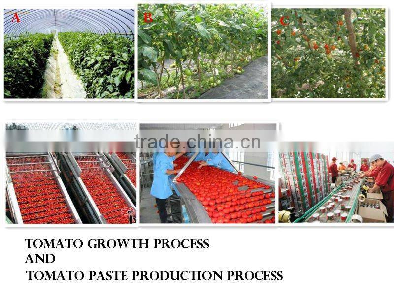 Sell Tomato paste;cherry tomato