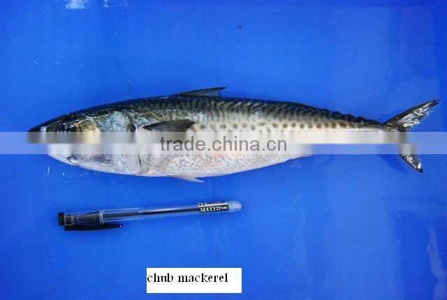 FRESH Frozen Chub Mackerel