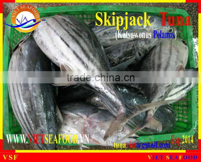 FROZEN SKIPJACK TUNA WHOLE ROUND