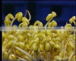 Automatic Bean Sprout Machine JL260A-Bean Sprouting Machine