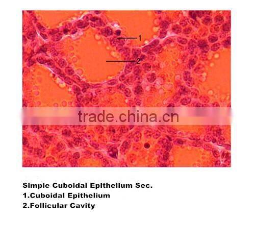 Medical slides/ Prepared Microscope Histology slides/Epithelium Sec. Slides