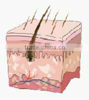 Vertical IPL+ RF hair removal & skin rejuvenation machine MED-130C