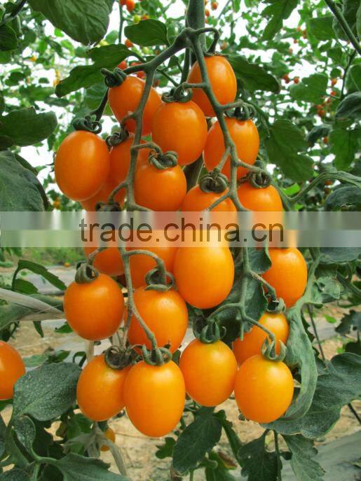 Hybrid high yield orange red Tomato seeds for cultivation-Huang He 800
