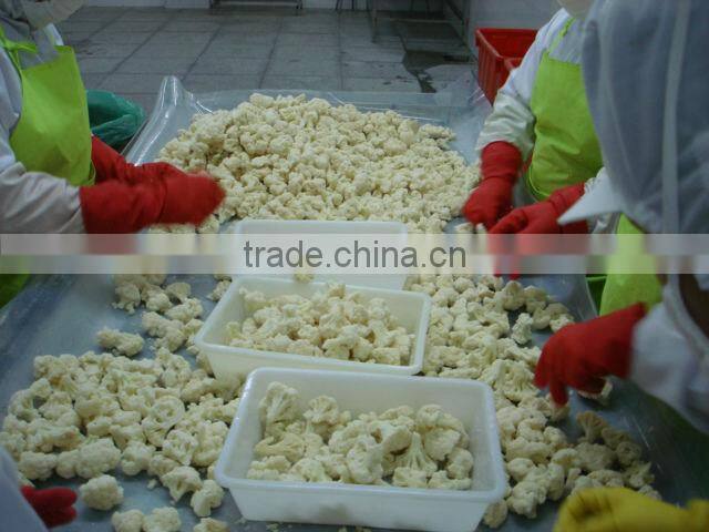 Four season food iqf frozen carrot, dices, slices, cube