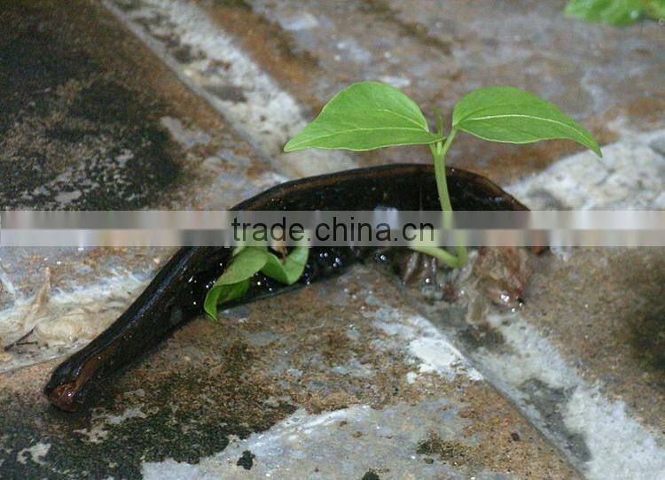 Outdoor plant bombax seedling
