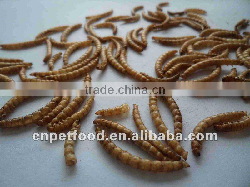 protein natural feed dried mealworm bird food
