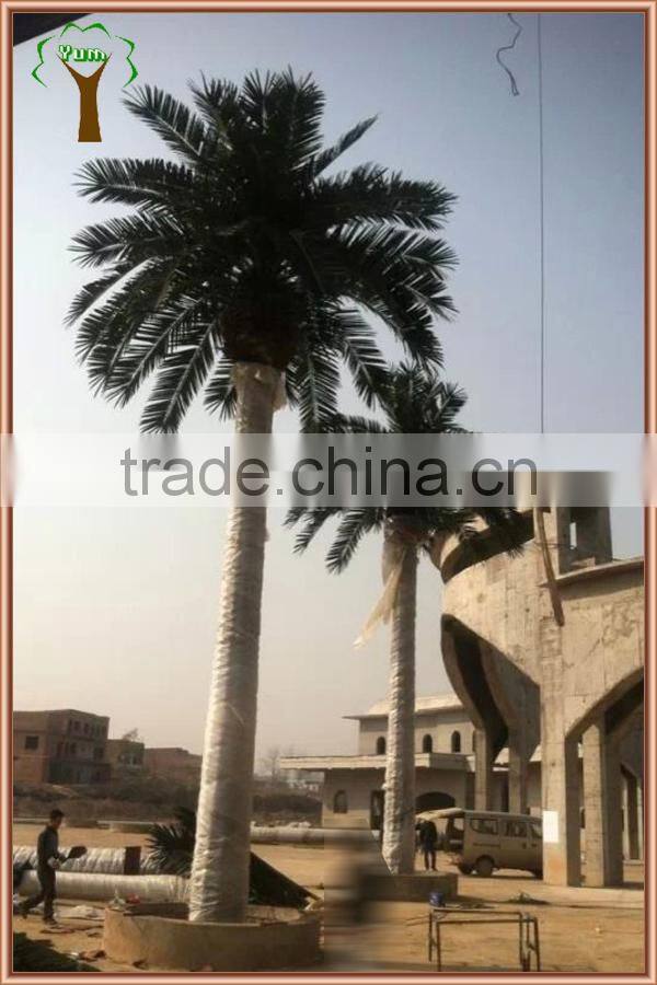 Outdoor landscape canary date palm tree