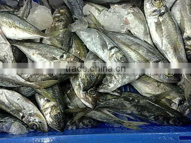 NEW FRESH FROZEN Horse Mackerel WHOLE
