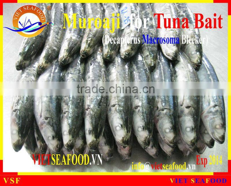 FROZEN MUROAJI FOR TUNA BAIT