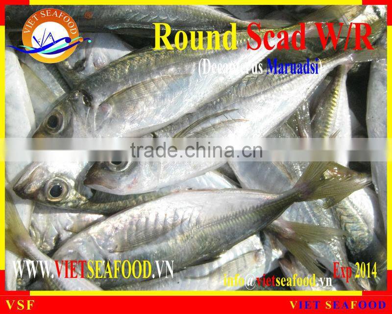 FROZEN ROUND SCAD WHOLE ROUND