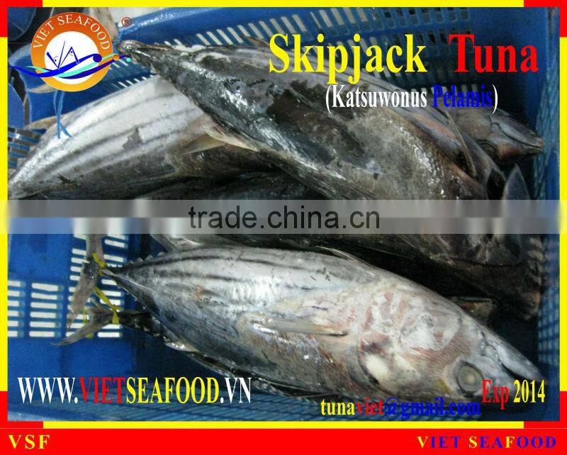 W/R FROZEN SKIPJACK TUNA