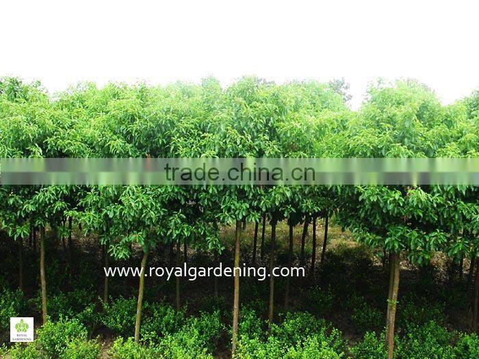 Cinnamomum camphora cold hardy plants