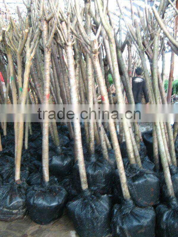 Prunus serrulata nursery