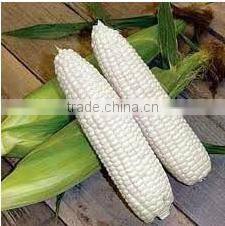 Dried White Maize