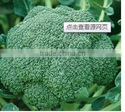 fresh broccoli