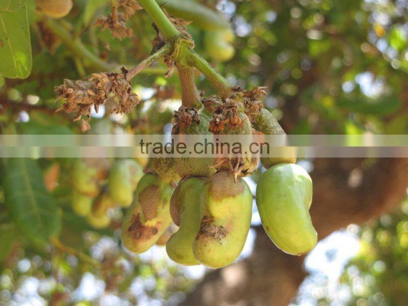 Vietnam nutritious cashew nuts SP best quanlity