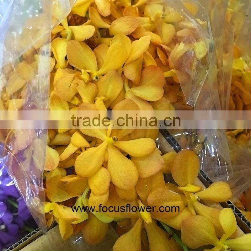 Bulk Flowers Buy Fresh Cut Flower Orange Orchids Ascocenda Decorative Flowers Wreaths Type