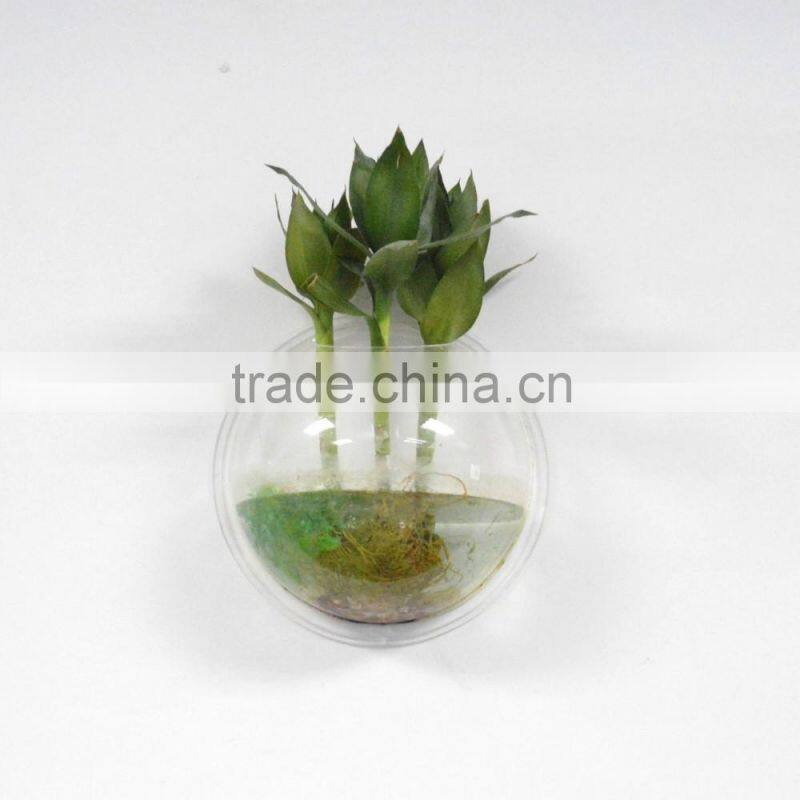 ecofriendly decorative wall mounted clear acrylic aquarium