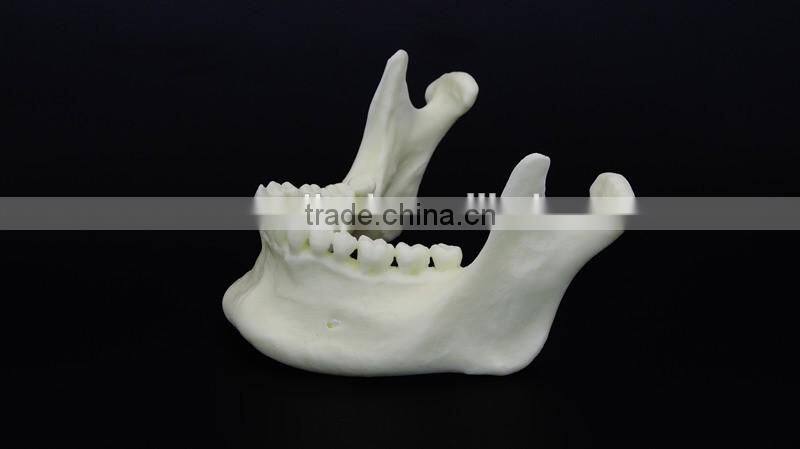 Dental simulation mandibular model DEA-41