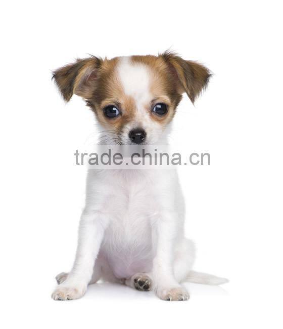 2016 CE approved Veterinary portable vet ultrasound animal ultrasound machine