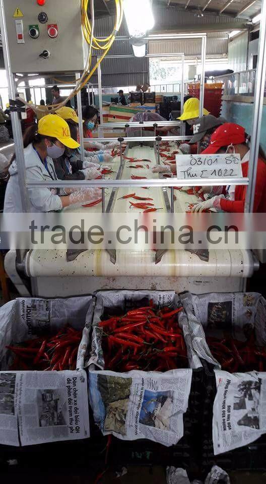 DALAT FRESH RED CHIILI