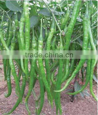 Hybrid chili pepper seeds for growing-PS009A