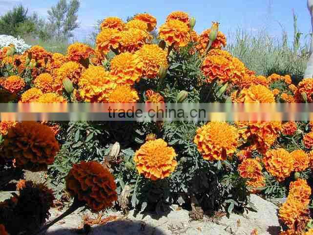 Pure lutein, Cas No.: 127-40-2