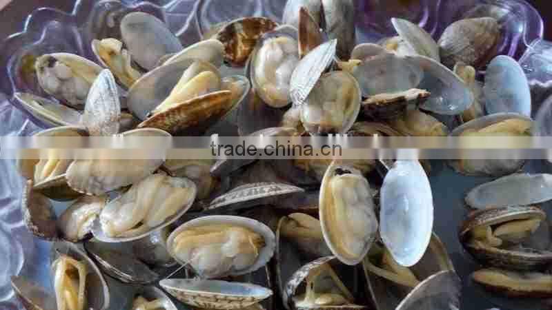 VENERUPIS VARIEGATA FROZEN BABY CLAM WITH SHELL