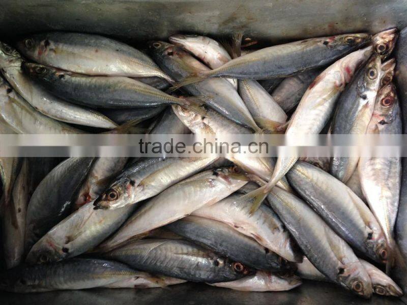 2016 High Quality Frozen Horse Mackerel
