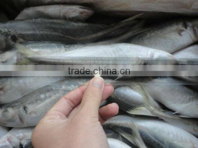 good quality frozen horse mackerel fish