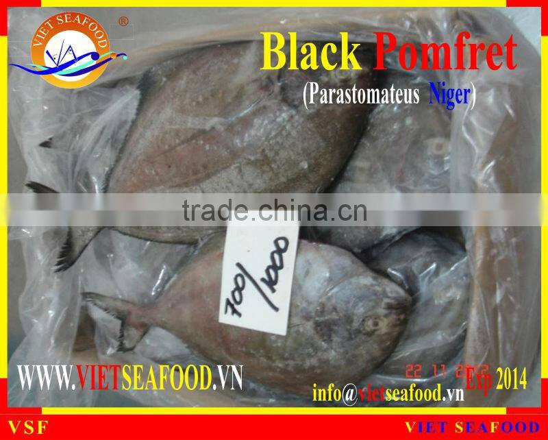 FROZEN BLACK POMFRET WHOLE ROUND