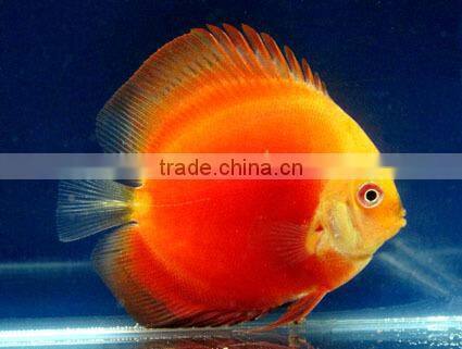 Discus Fish Breeder and exporter from Thailand